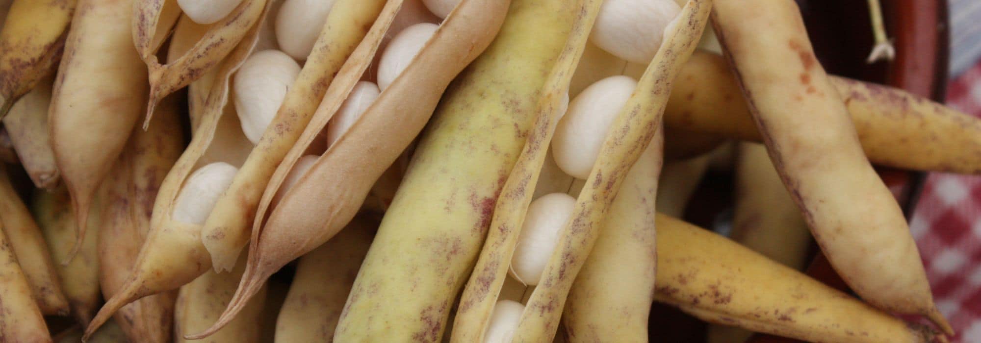White Beans: 6 Varieties to Grow in the Vegetable Garden