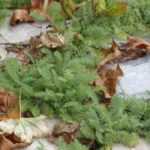 Alternative to lawn: plant a groundcover yarrow