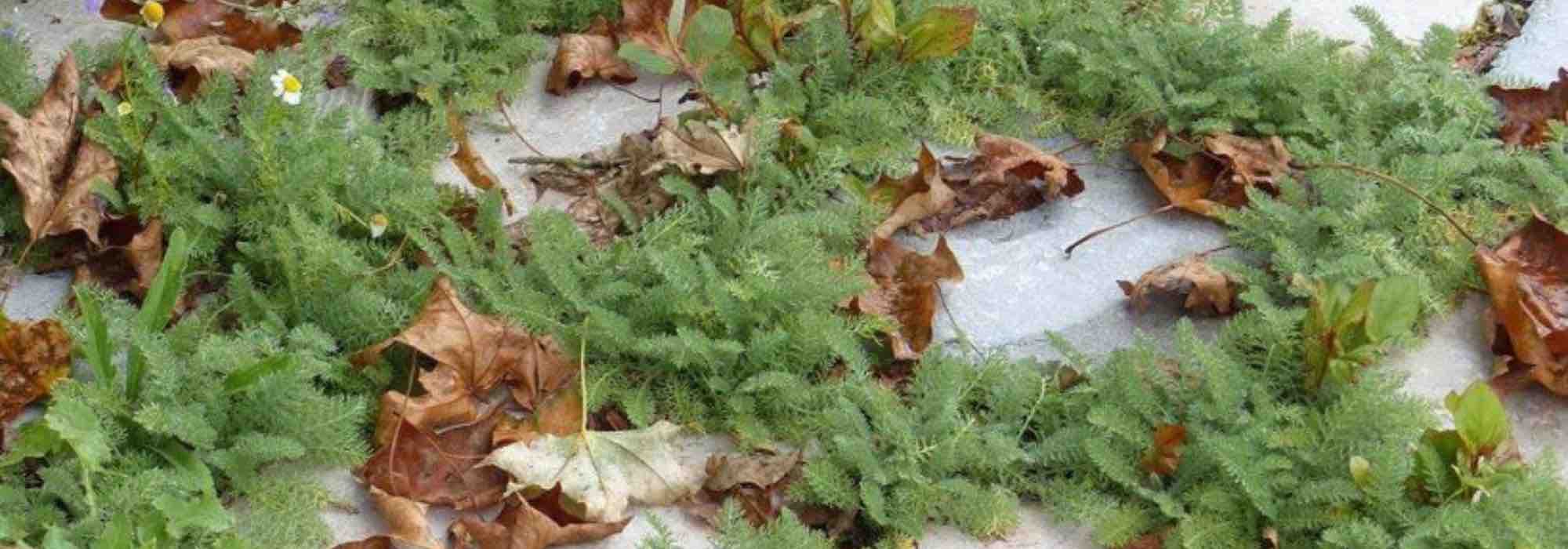 Alternative to lawn: plant a groundcover yarrow