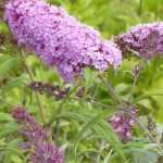 5 cold and drought-resistant hedge bushes