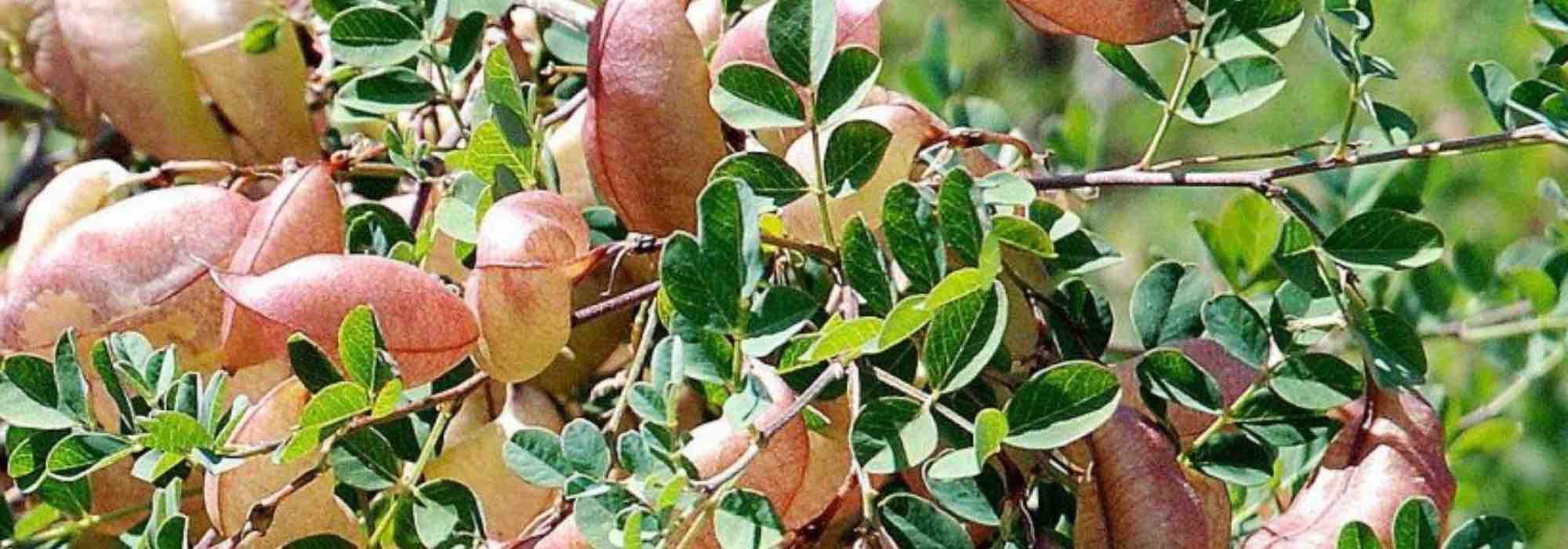 7 bushes that withstand cold and drought