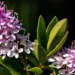 How to choose a Hebe?