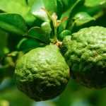 Growing Kaffir lime