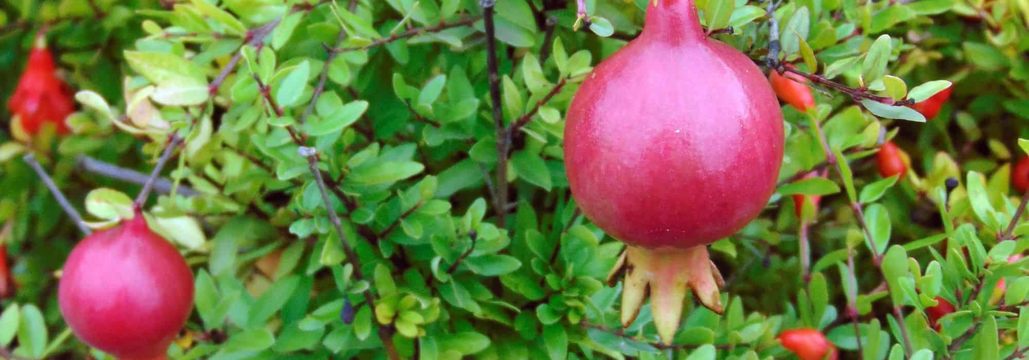 Potted pomegranate: planting, pruning, and watering