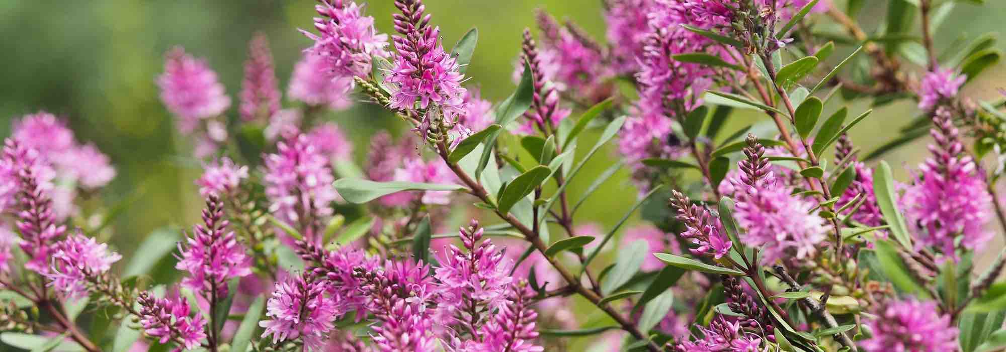 How to grow Hebe in pots?