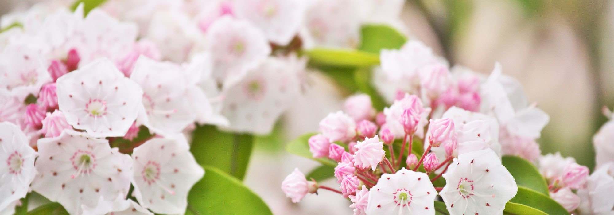 Kalmia: the most beautiful varieties