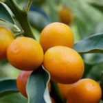 Growing kumquat
