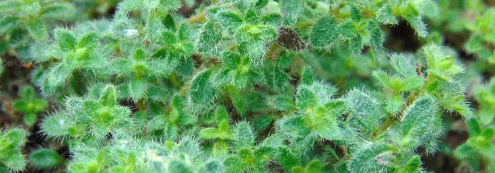 Alternative to lawn: planting creeping thyme