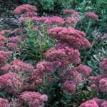 9 cold and drought-resistant perennials