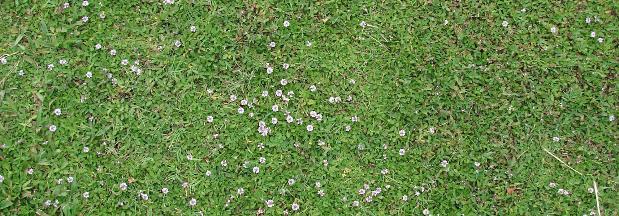 Alternative to lawn: how to plant Lippia nodiflora?