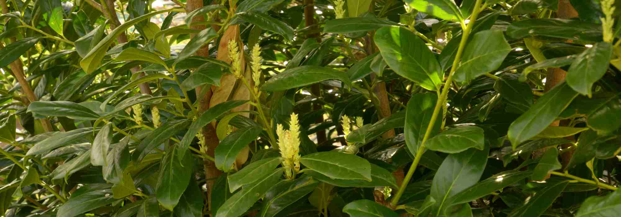 Diseases and Pests of the Palm Laurel or Cherry Laurel