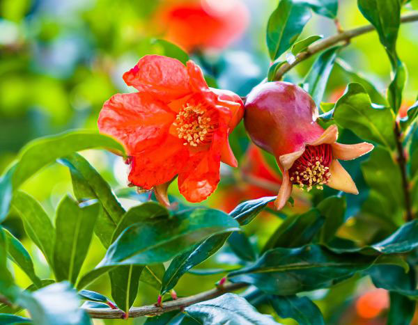 When and how to prune pomegranate?