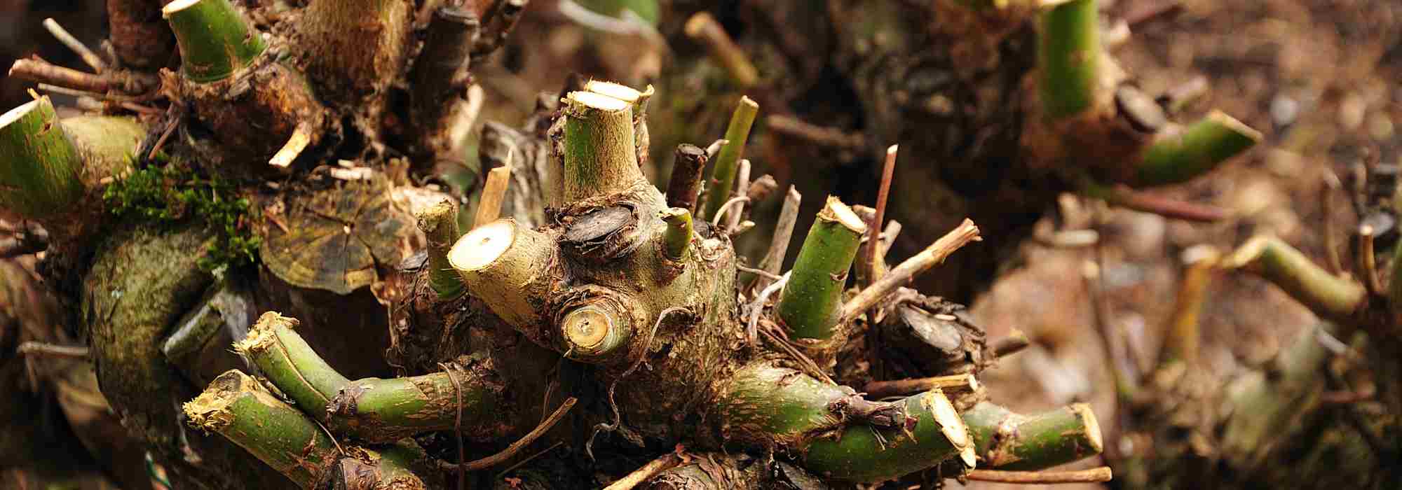 The pollarding of trees and bushes