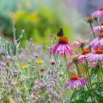 How to rewild your garden?