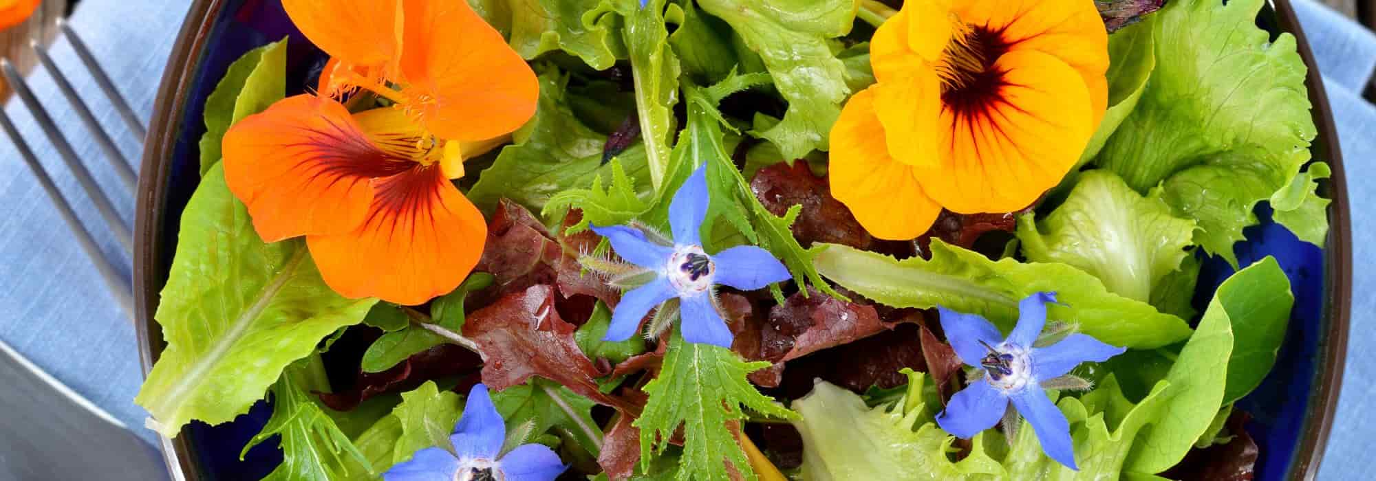 Colourful and Tasty Salads: Add a Touch of Whimsy to Your Plate!