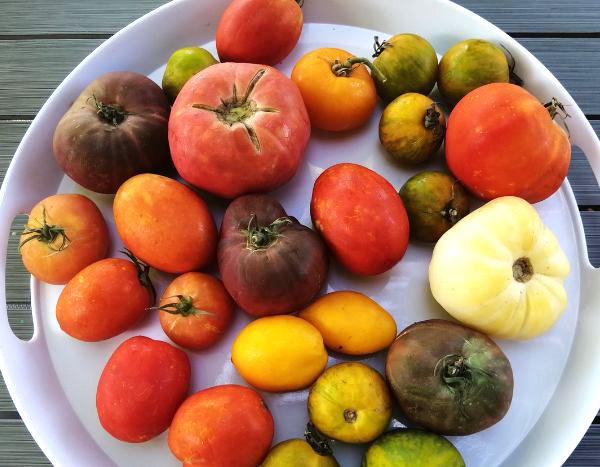 20 tomatoes put to the test: our top 5!
