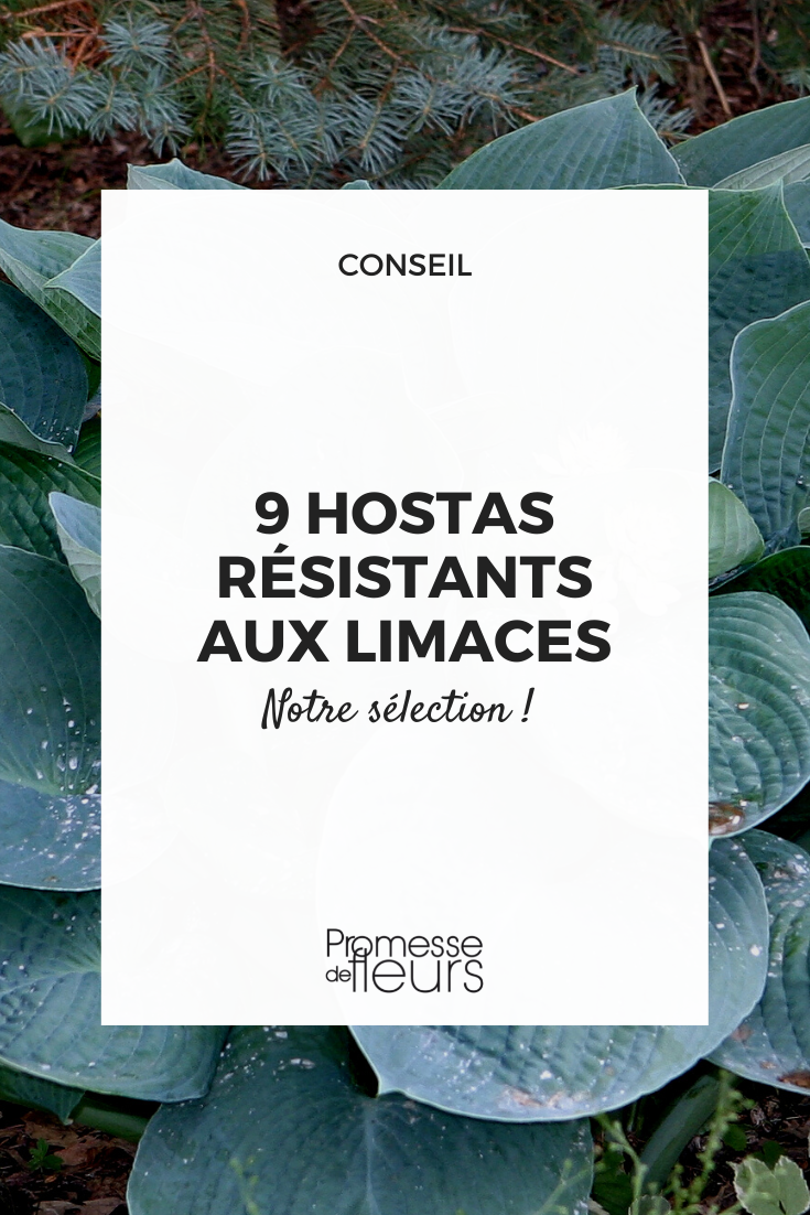 9 Slug-Resistant Hostas Selection of Hostas that are more resistant to gastropods