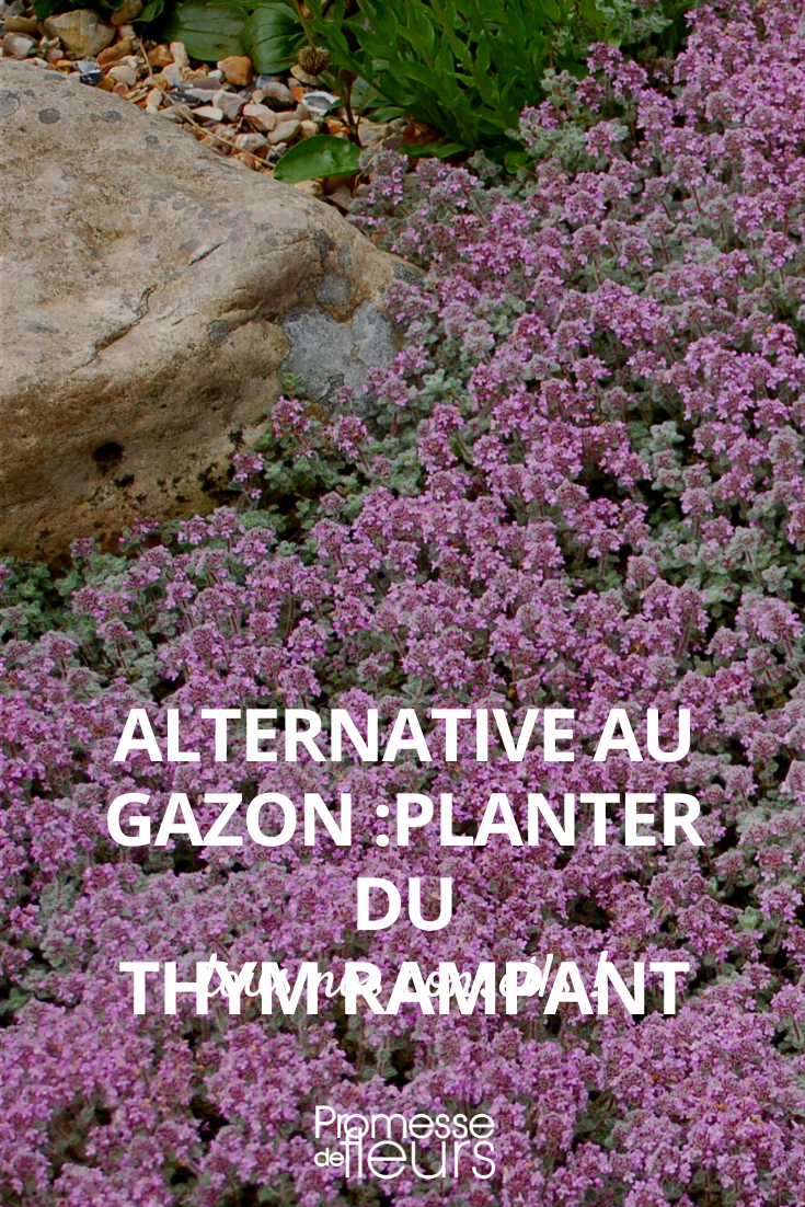 Alternative to lawn: planting creeping thyme Thymus pseudolanuginosus
