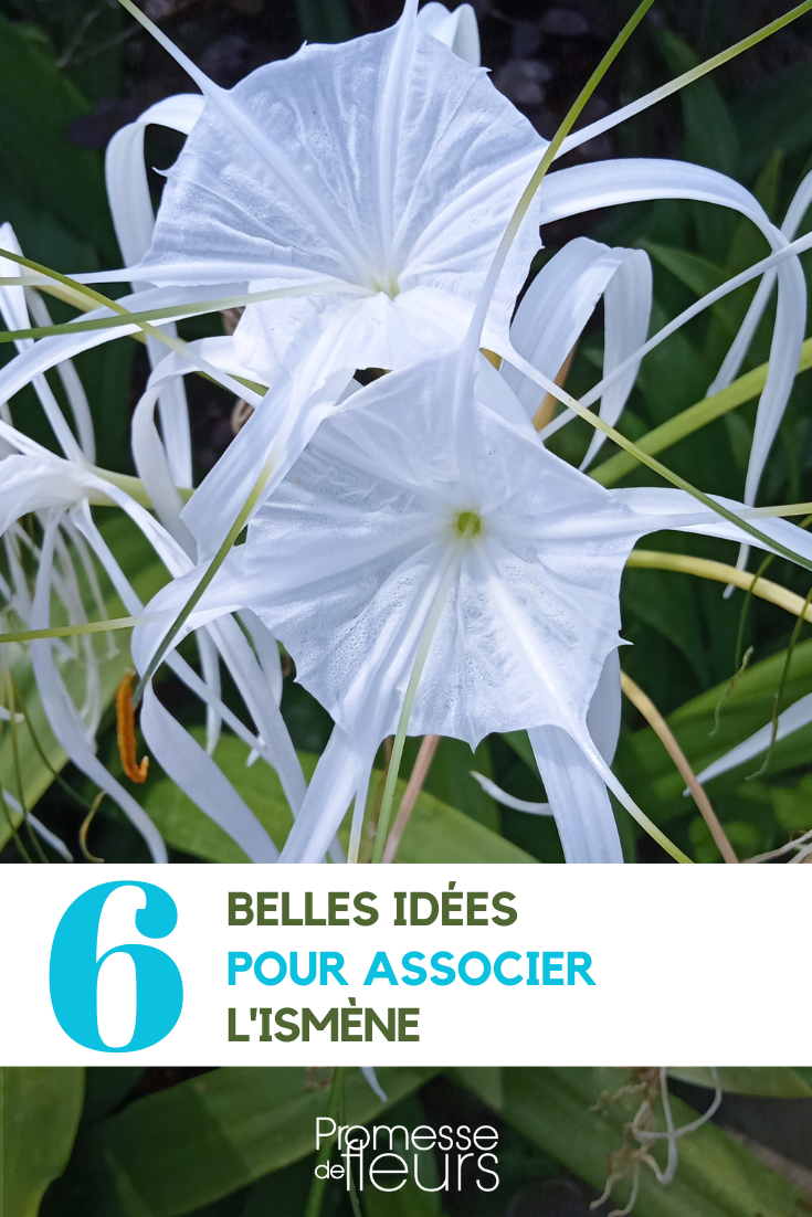 Associate the Spider Lily or Spider Lily Hymenocallis Association in the Garden