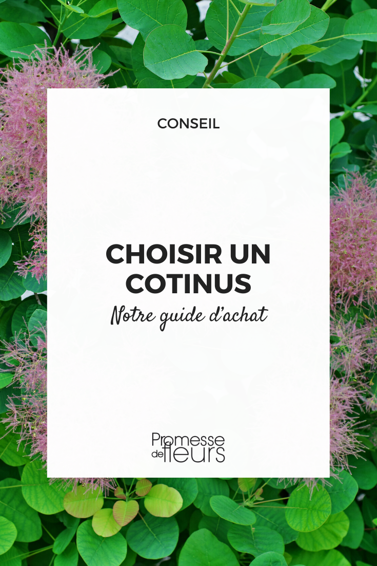 Cotinus Buying Guide