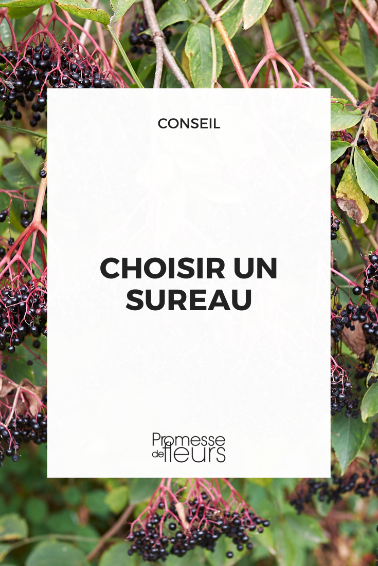 Choose a elderberry Elderberry Buying Guide