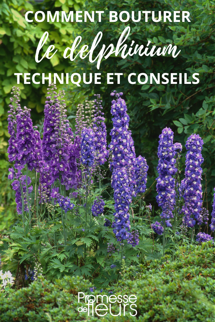 Larkspur