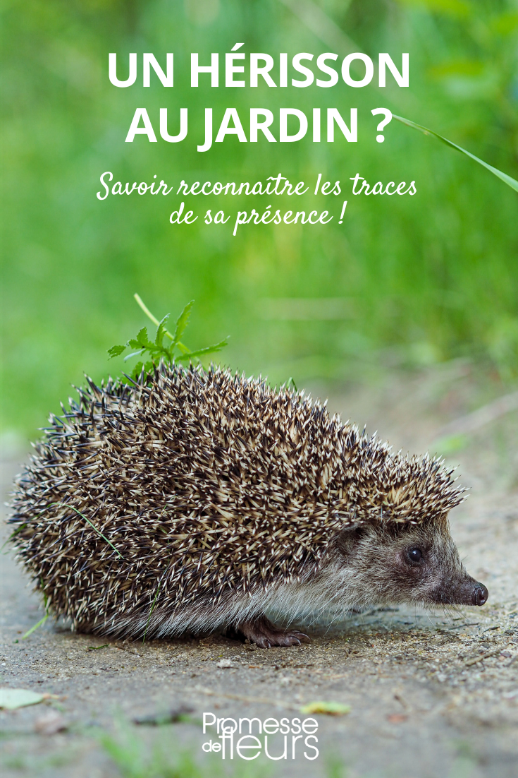 [hedgehog footprints]