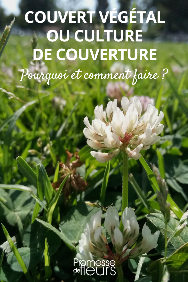 Ground cover, all you need to know about it! Green manure, white clover