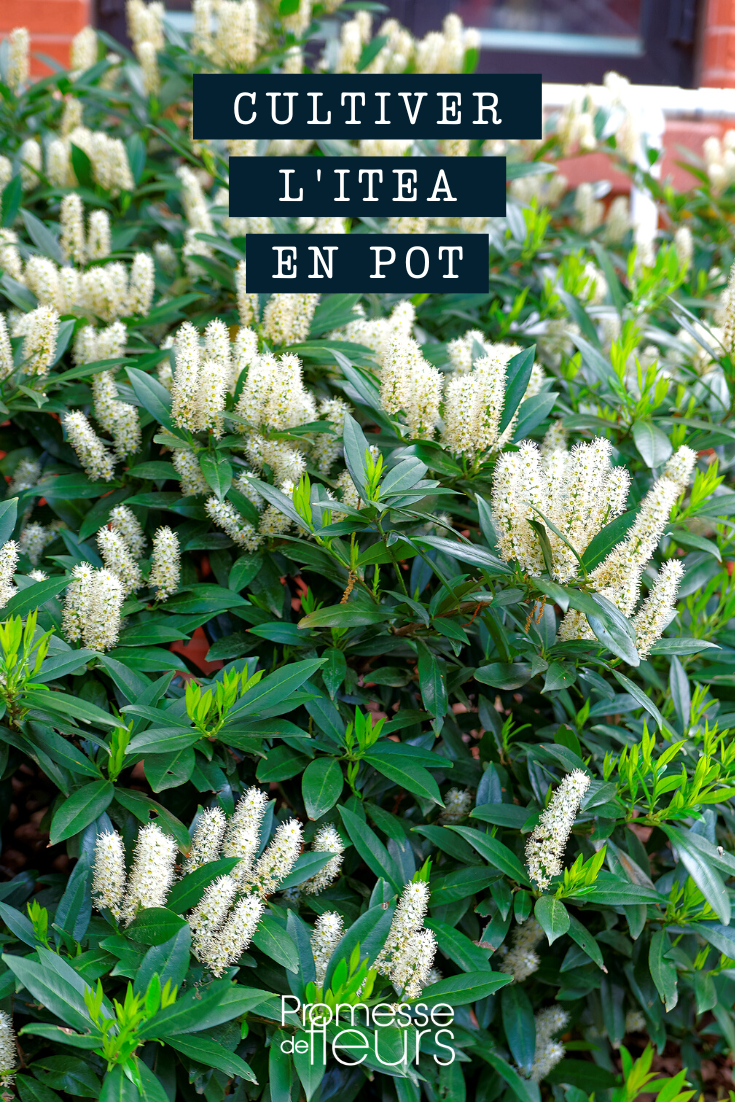 Growing Itea in a pot or container