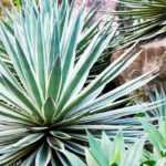 Agaves, yuccas and cacti: exotic plants for a unique garden!