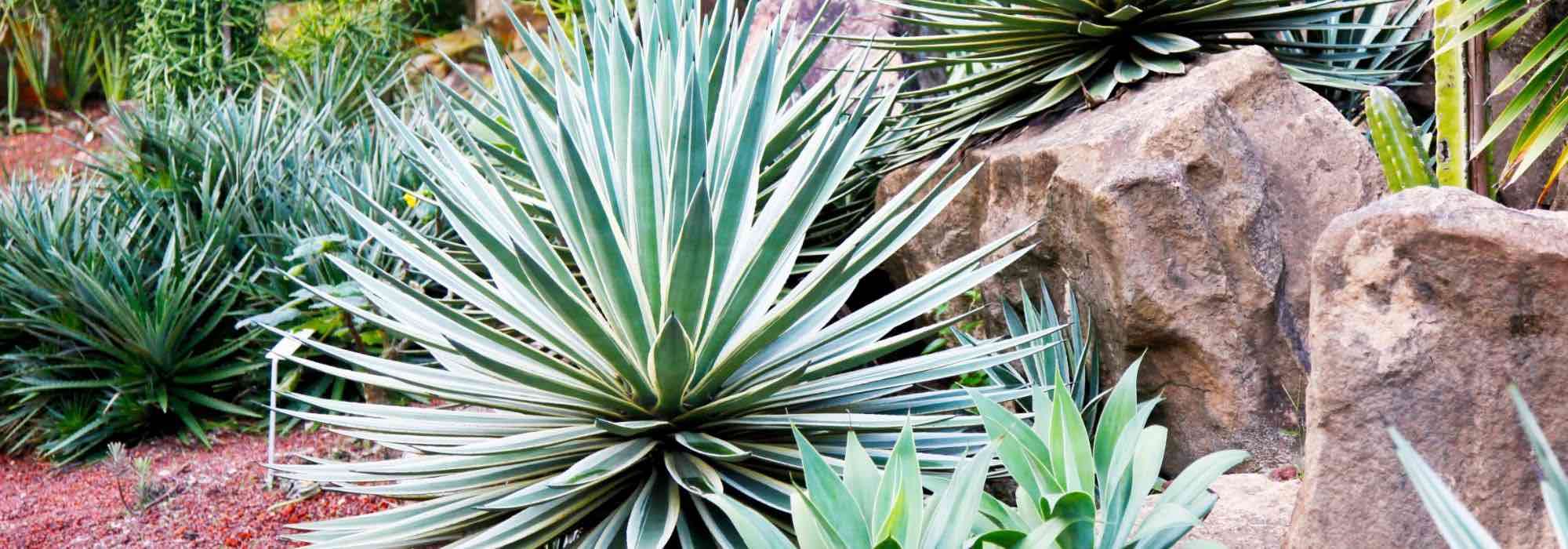 Agaves, yuccas and cacti: exotic plants for a unique garden!