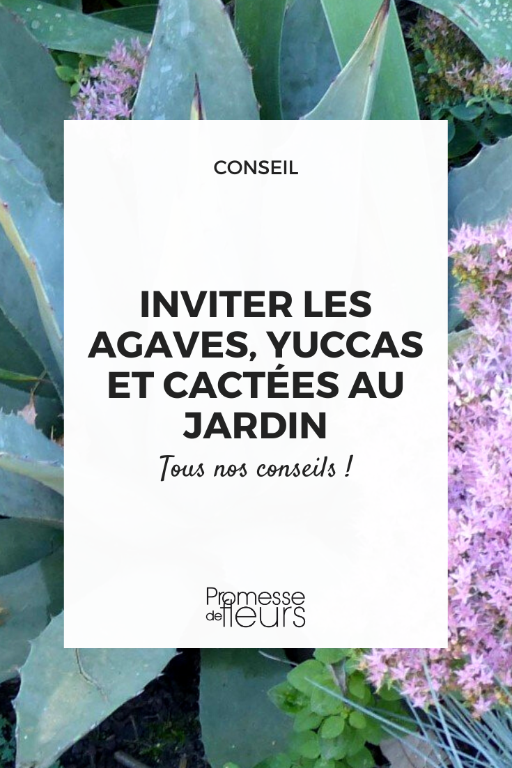 Invite agaves, yuccas, and cacti into your garden agaves, yuccas, cacti