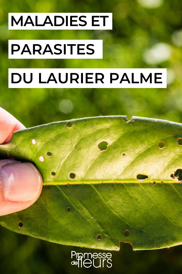 Diseases and pests of the Palmate Laurel or Cherry Laurel Prunus laurocerasus: diseases and parasites