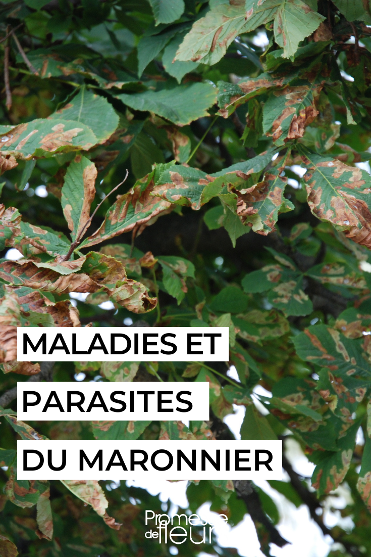 The diseases and parasites of the horse chestnut Chestnut Leaf Miner