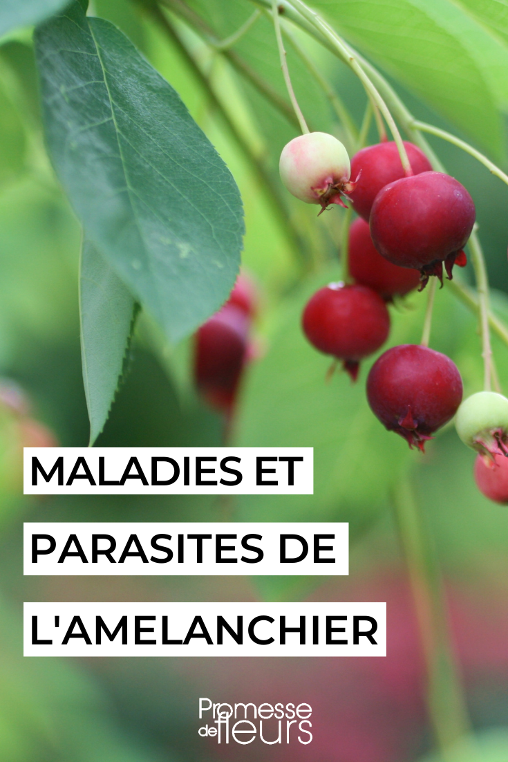 [plant_guide title="Soigner l'amélanchier naturellement"]

Pour garder votre {glossary}amélanchier en bonne santé de manière naturelle, voici quelques conseils simples à suivre :

1. Arrosage : Veillez à maintenir le sol humide, surtout pendant les périodes sèches. Évitez les excès d'eau stagnante.

2. Paillage : Appliquez un paillis organique autour de l'amélanchier pour conserver l'humidité du sol et réduire la croissance des mauvaises herbes.

3. Taille : Taillez les branches mortes, malades ou endommagées au printemps. Éliminez également les rejets à la base pour favoriser la croissance des branches principales.

4. Fertilisation : Apportez un engrais équilibré au printemps pour stimuler la croissance et la floraison de l'amélanchier.

5. Protection hivernale : Enveloppez l'amélanchier dans un voile d'hivernage pour le protéger du froid et des vents forts.

En suivant ces conseils simples, vous aiderez votre amélanchier à s'épanouir naturellement dans votre jardin. Profitez de sa belle floraison et de ses délicieux fruits en toute saison ! [/plant_guide]