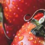 Tomatoes: Sowing, Planting, Care and Harvest  

(Note: The translation follows British English conventions and uses the glossary terms "sowing" for "semis" and "harvest" for "récolte". The structure and formatting remain intact for WordPress integration.)