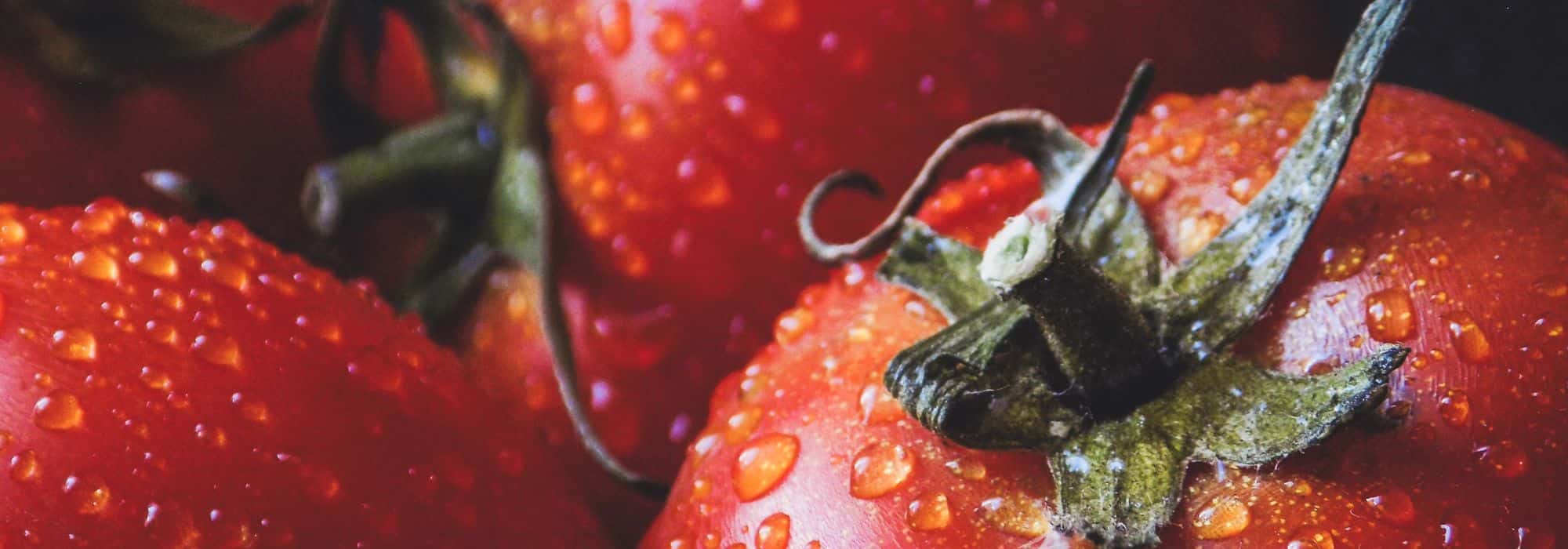 Tomatoes: Sowing, Planting, Care and Harvest  

(Note: The translation follows British English conventions and uses the glossary terms "sowing" for "semis" and "harvest" for "récolte". The structure and formatting remain intact for WordPress integration.)