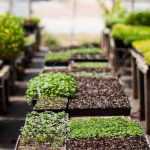 The Walipini Greenhouse: for growing vegetables all year round