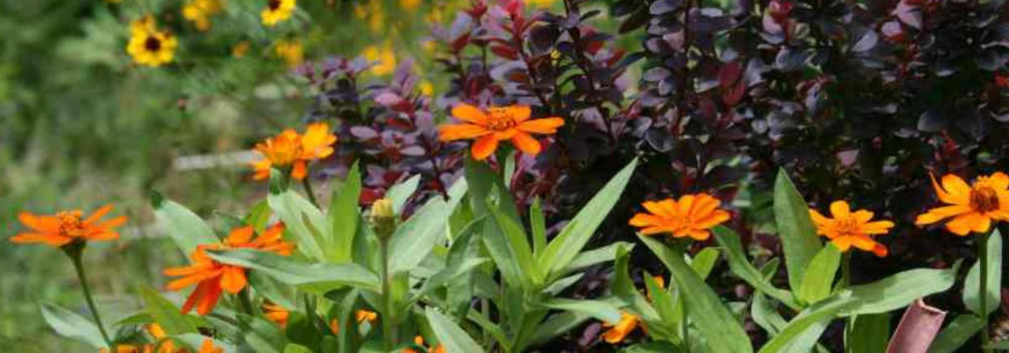 8 landscape gardener tips for designing an orange-and-purple flowerbed