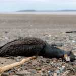 Avian influenza: what are the consequences for wild birds?