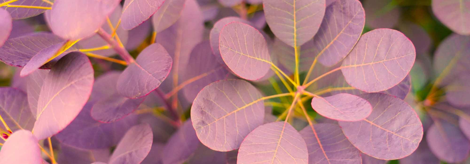 Cotinus coggygria: the most beautiful varieties