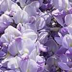 7 Early Wisterias