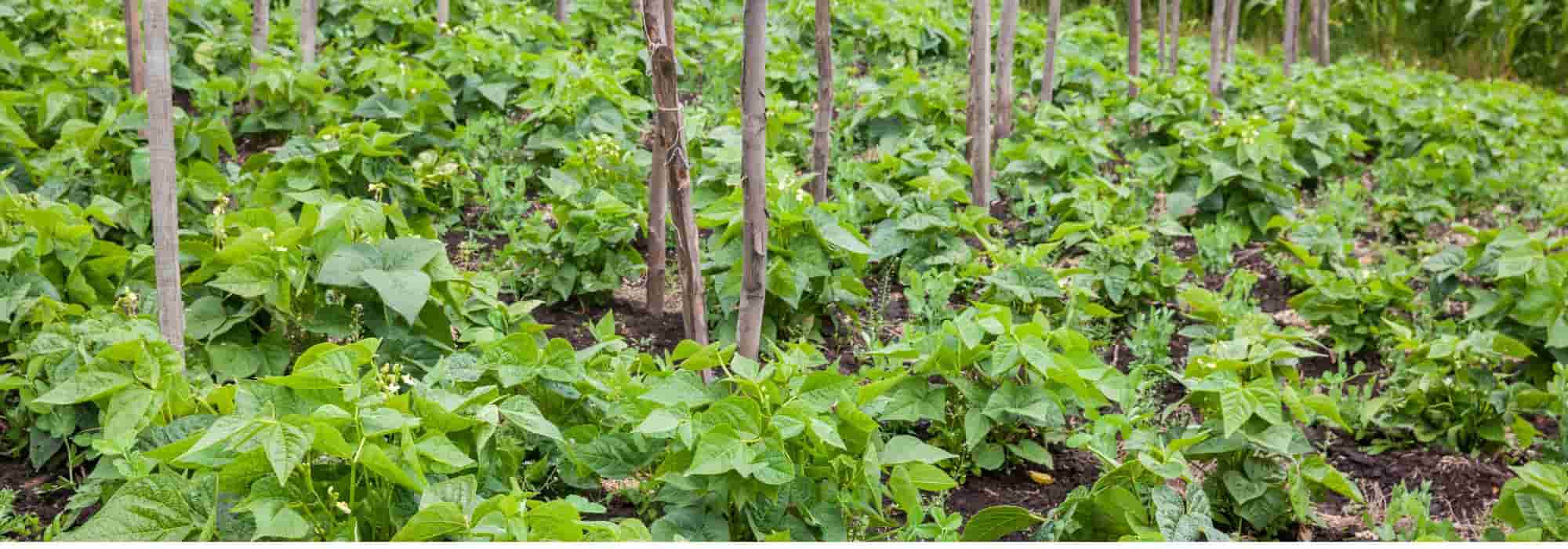 String beans: 3 good reasons to grow them