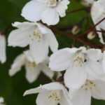 Deutzia: the most beautiful varieties