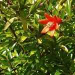 How to grow a pomegranate tree in a pot?