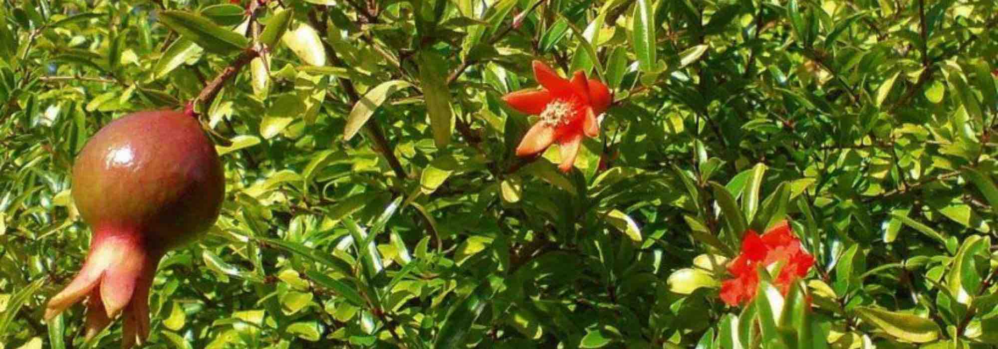 How to grow a pomegranate tree in a pot?