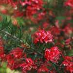 Growing Grevillea in pots