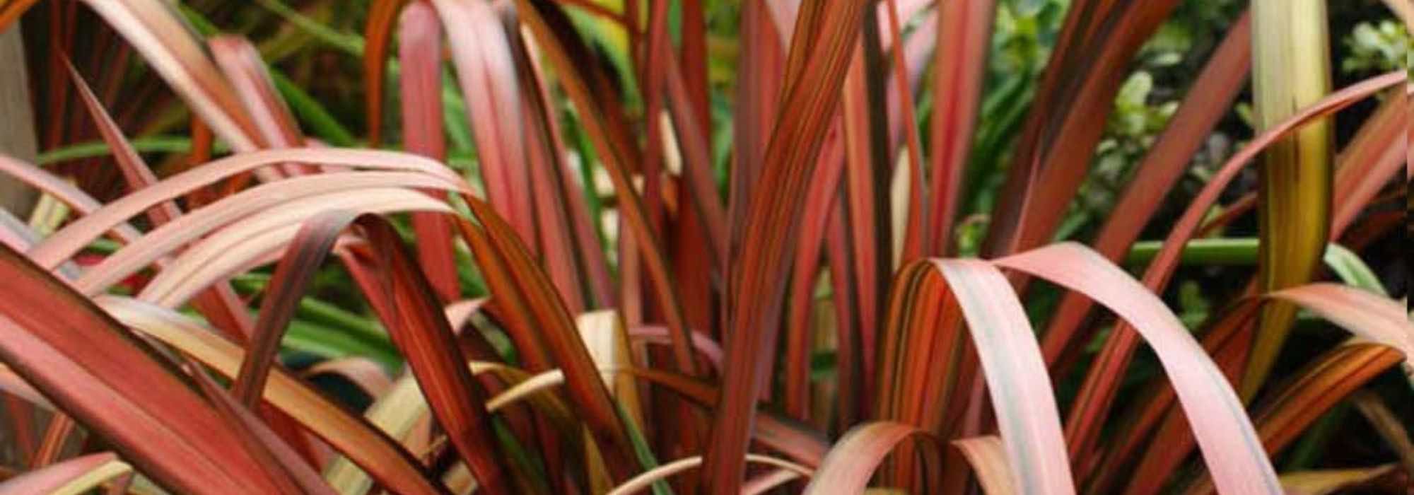 How to grow a Phormium in a pot?