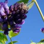 5 repeat flowering wisterias