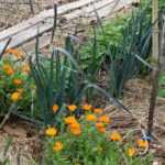 Permaculture: the principle of self-regulation